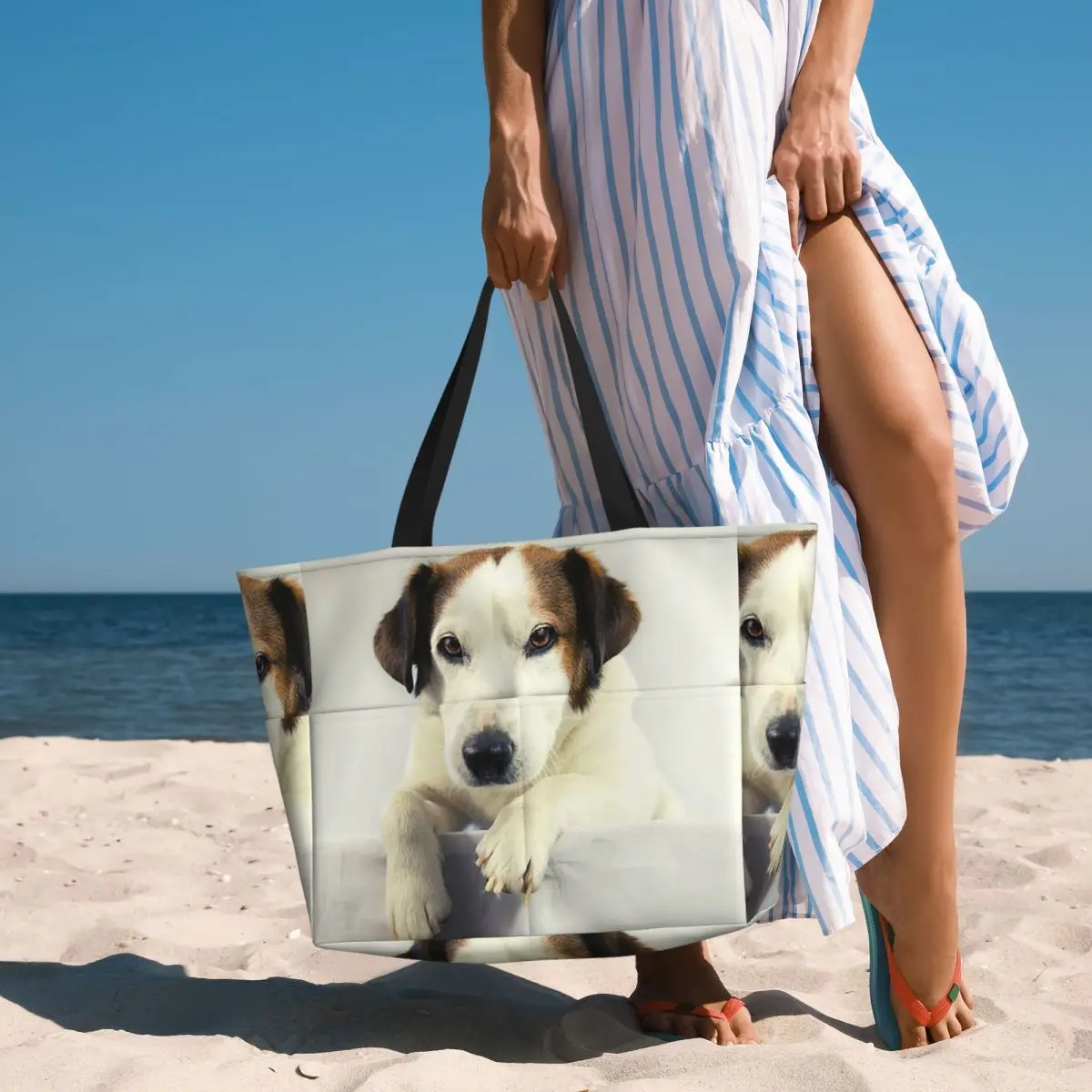 Dog Jack Russell Terrier Photo - Yoga Fitness Photos review and price